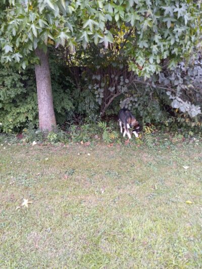 Canine Corral - Anderson, IN