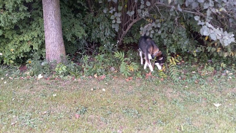 Canine Corral - Anderson, IN