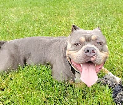 Canine Corral - Anderson, IN