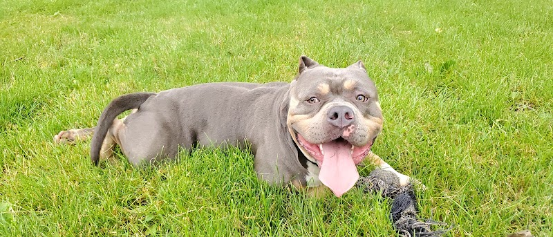 Canine Corral - Anderson, IN