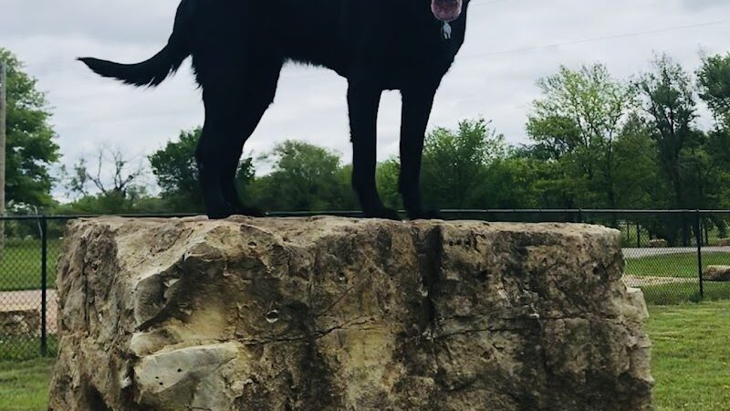 Dog Park in Andover Central Park - Andover, KS