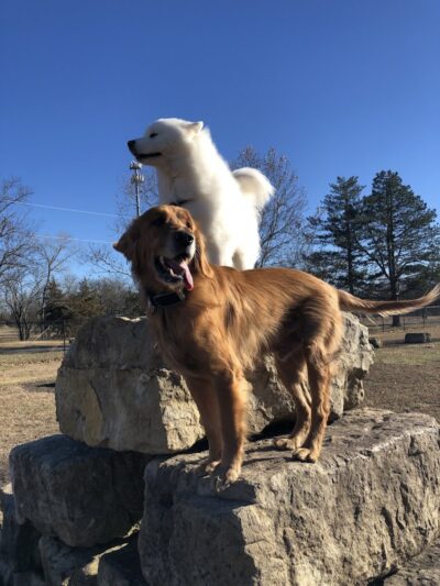 Dog Park in Andover Central Park - Andover, KS