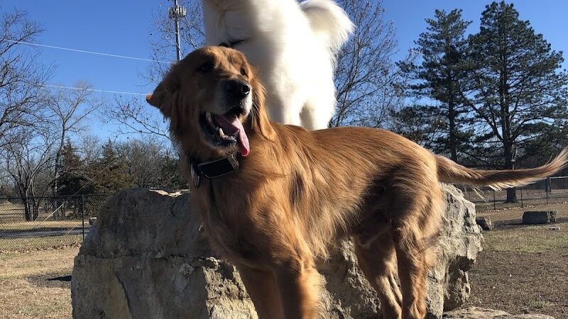 Dog Park in Andover Central Park - Andover, KS