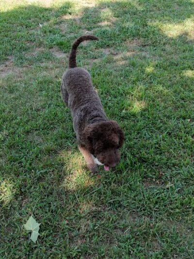 Dog Park in Andover Central Park - Andover, KS