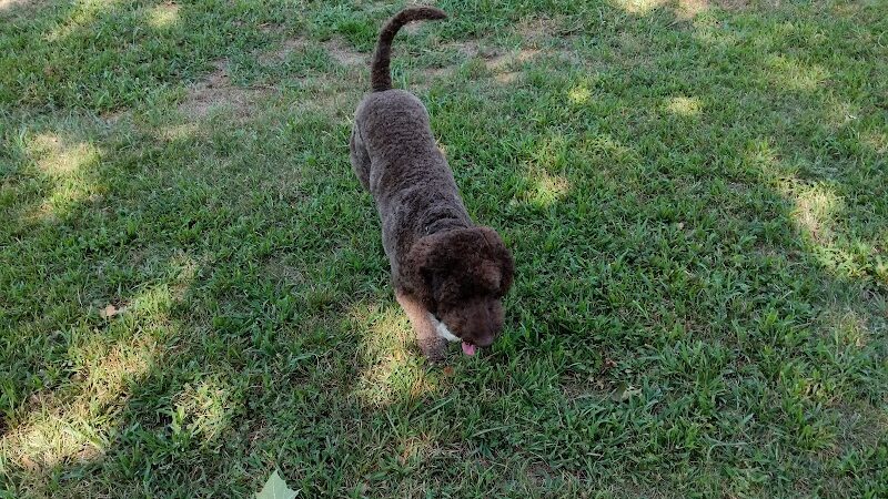 Dog Park in Andover Central Park - Andover, KS