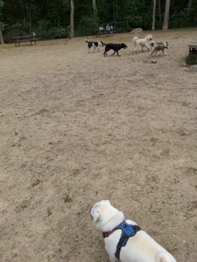 Andover Dog Park - Andover, MA