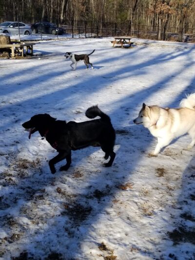 Andover Dog Park - Andover, MA