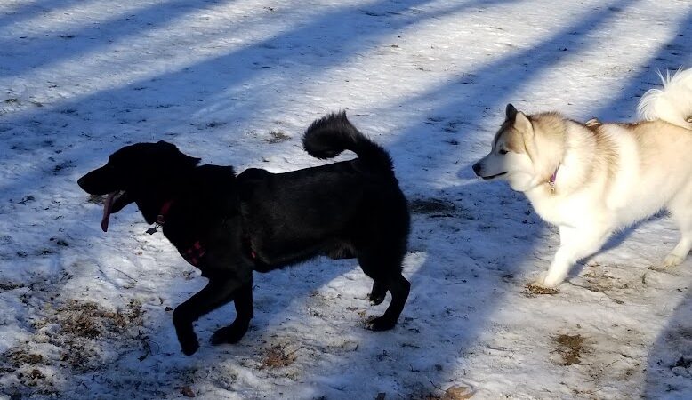 Andover Dog Park - Andover, MA