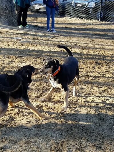 Andover Dog Park - Andover, MA