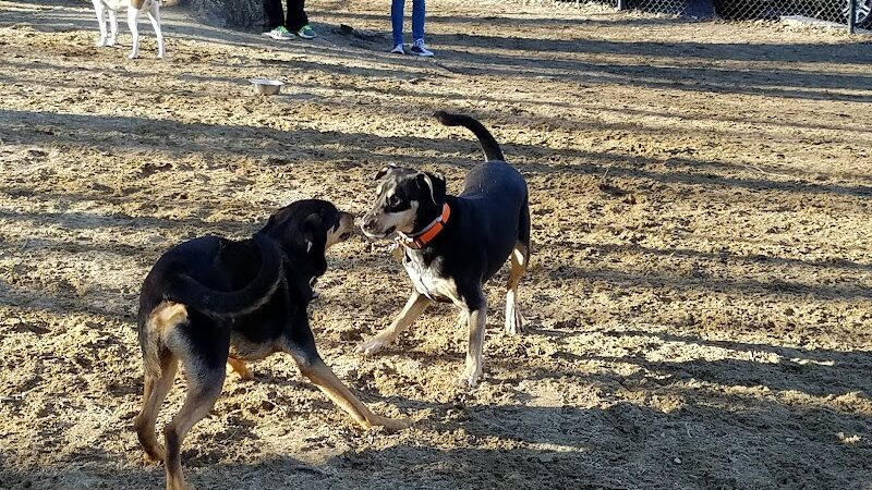 Andover Dog Park - Andover, MA