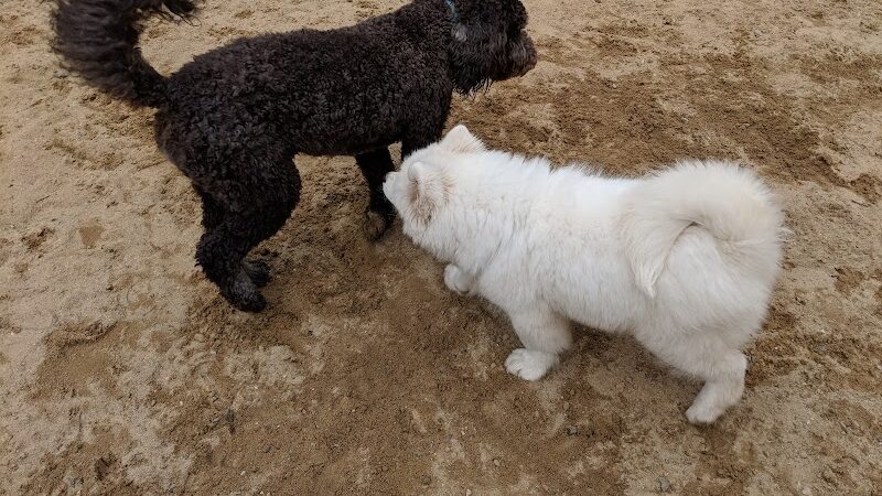 Andover Dog Park - Andover, MA