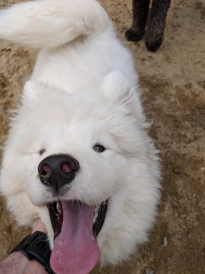 Andover Dog Park - Andover, MA