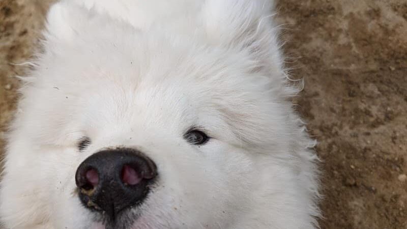 Andover Dog Park - Andover, MA