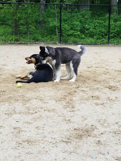 Andover Dog Park - Andover, MA
