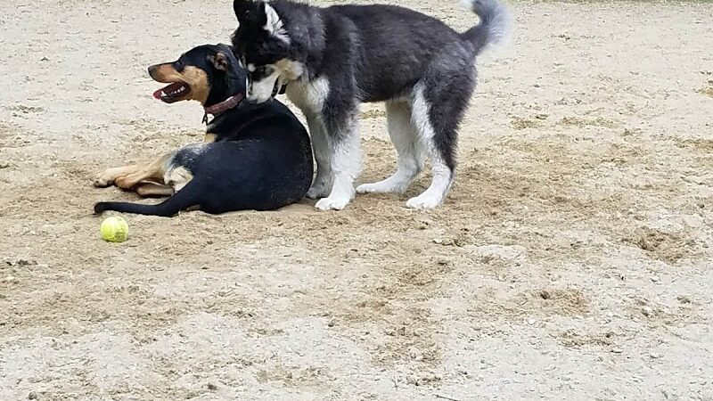 Andover Dog Park - Andover, MA