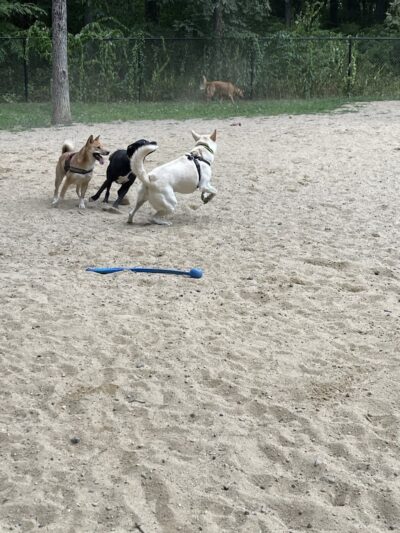 Andover Dog Park - Andover, MA