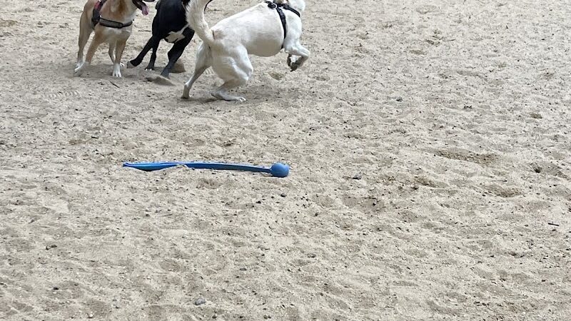 Andover Dog Park - Andover, MA