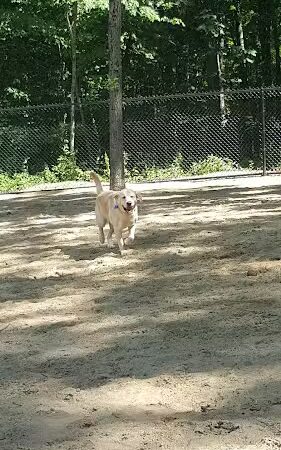 Andover Dog Park - Andover, MA