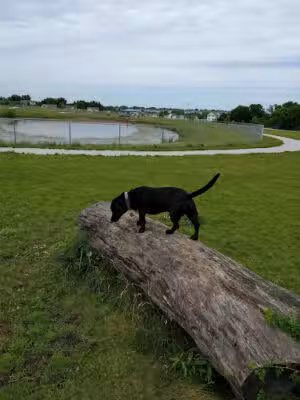 Ankeny Dog Park - Ankeny, IA