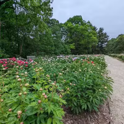 Arboretum Nature Area - Ann Arbor,