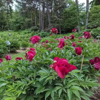 Arboretum Nature Area - Ann Arbor,