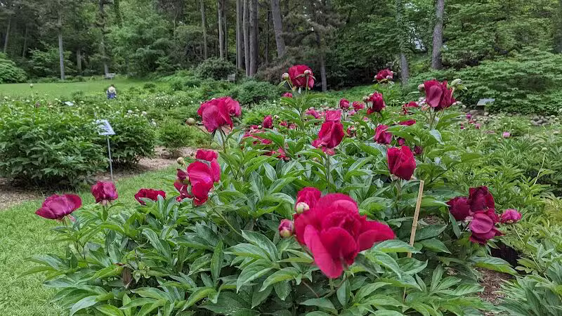 Arboretum Nature Area - Ann Arbor,