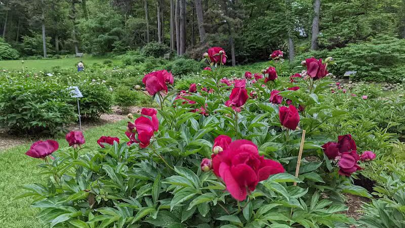 Arboretum Nature Area - Ann Arbor,
