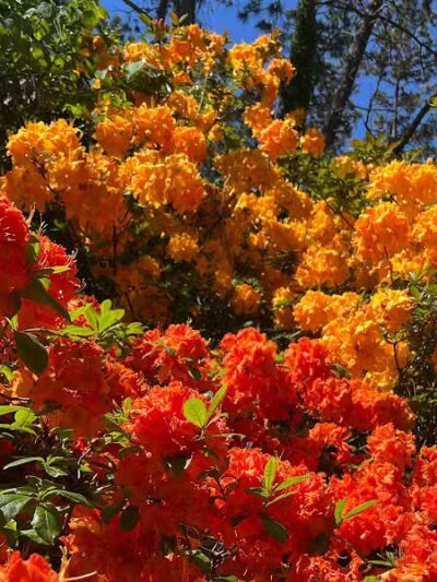 Arboretum Nature Area - Ann Arbor,