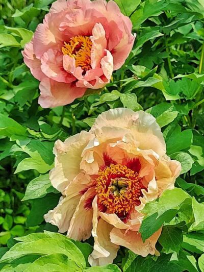 Arboretum Nature Area - Ann Arbor,