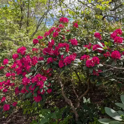 Arboretum Nature Area - Ann Arbor,