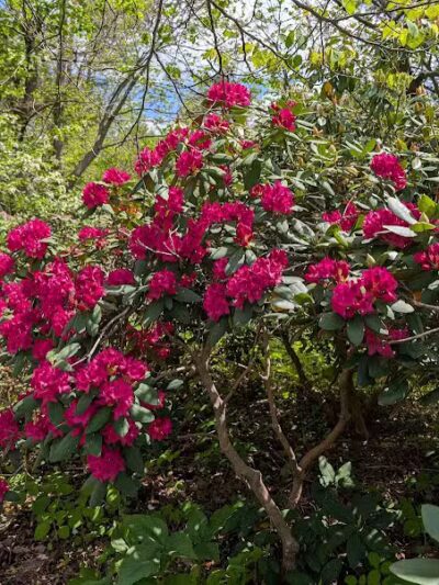 Arboretum Nature Area - Ann Arbor,