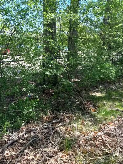 Bark Place - Ann Arbor,