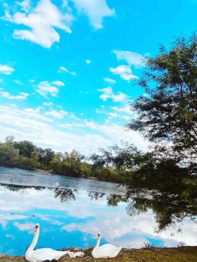 Bark Place - Ann Arbor,