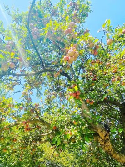 Bark Place - Ann Arbor,