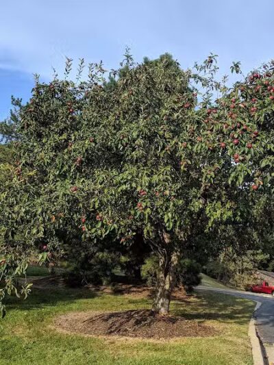 Bark Place - Ann Arbor,