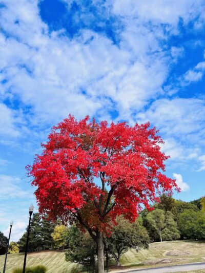 Bark Place - Ann Arbor,