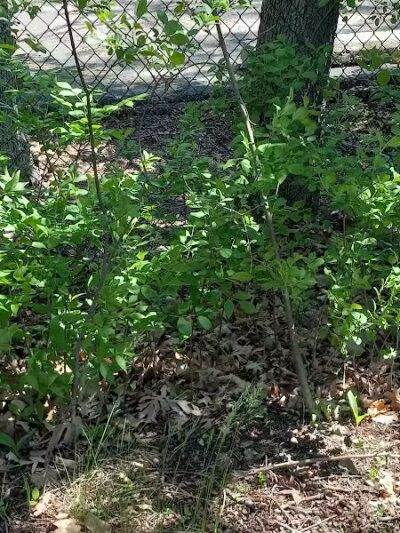 Bark Place - Ann Arbor,