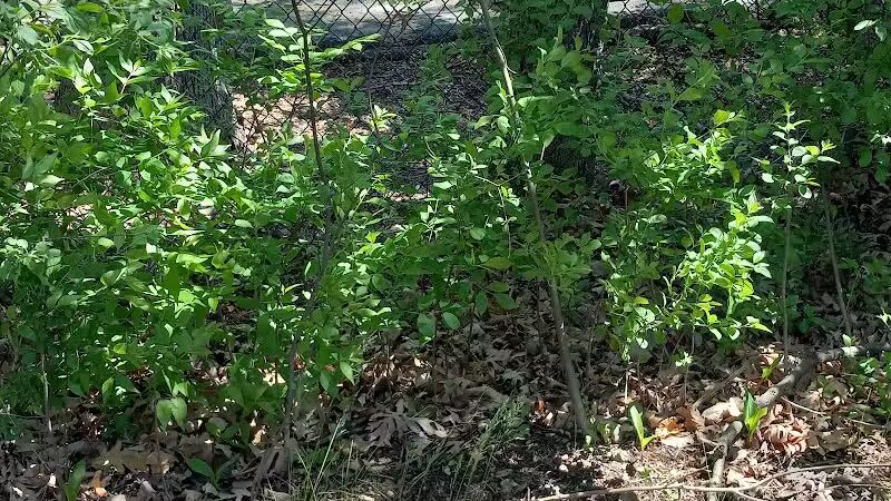 Bark Place - Ann Arbor,