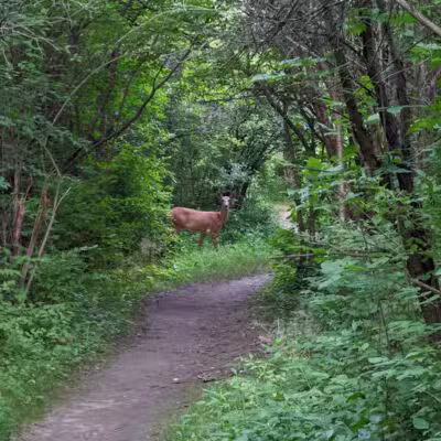 Barton Nature Area - Ann Arbor,