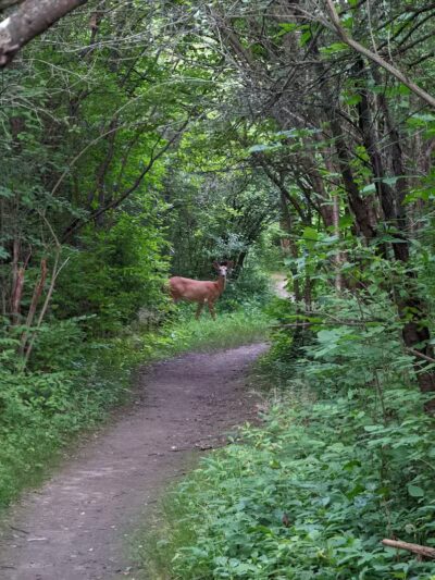Barton Nature Area - Ann Arbor,