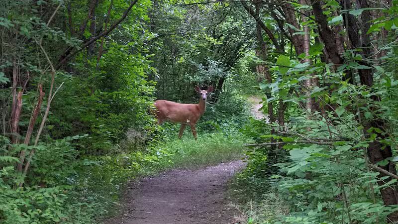 Barton Nature Area - Ann Arbor,
