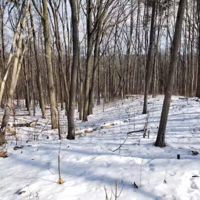 Bird Hills Nature Area - Ann Arbor,