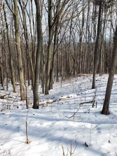 Bird Hills Nature Area - Ann Arbor,