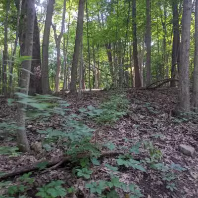 Bird Hills Nature Area - Ann Arbor,