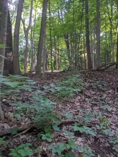 Bird Hills Nature Area - Ann Arbor,