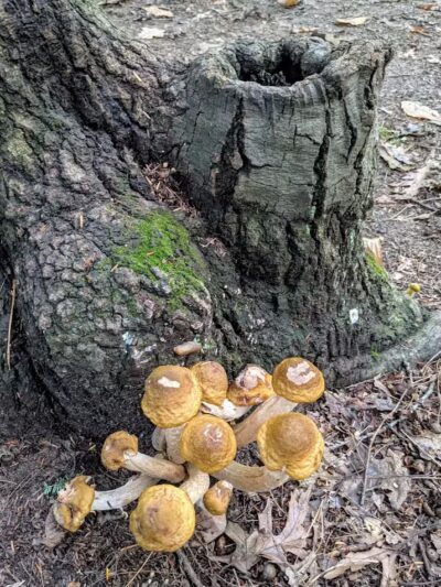 Bird Hills Nature Area - Ann Arbor,