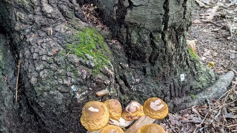 Bird Hills Nature Area - Ann Arbor,