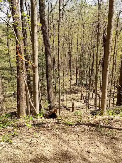 Bird Hills Nature Area - Ann Arbor,