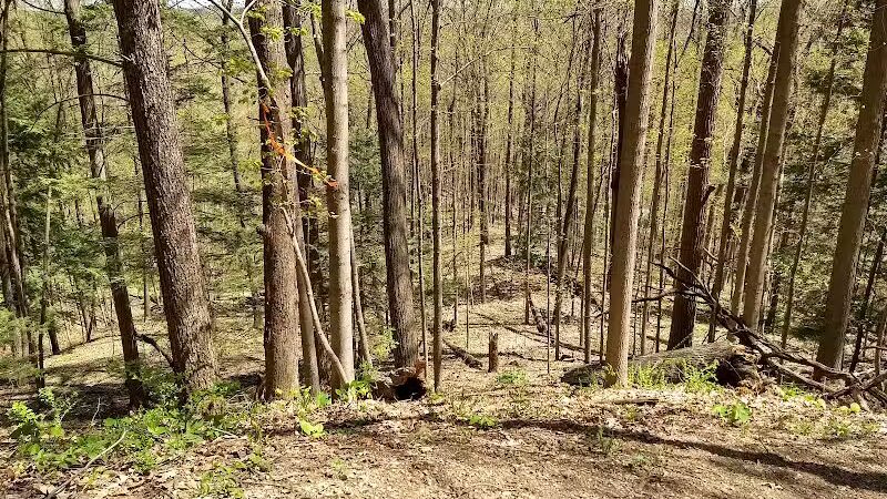 Bird Hills Nature Area - Ann Arbor,