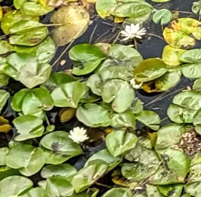 Broadway Park - Ann Arbor,